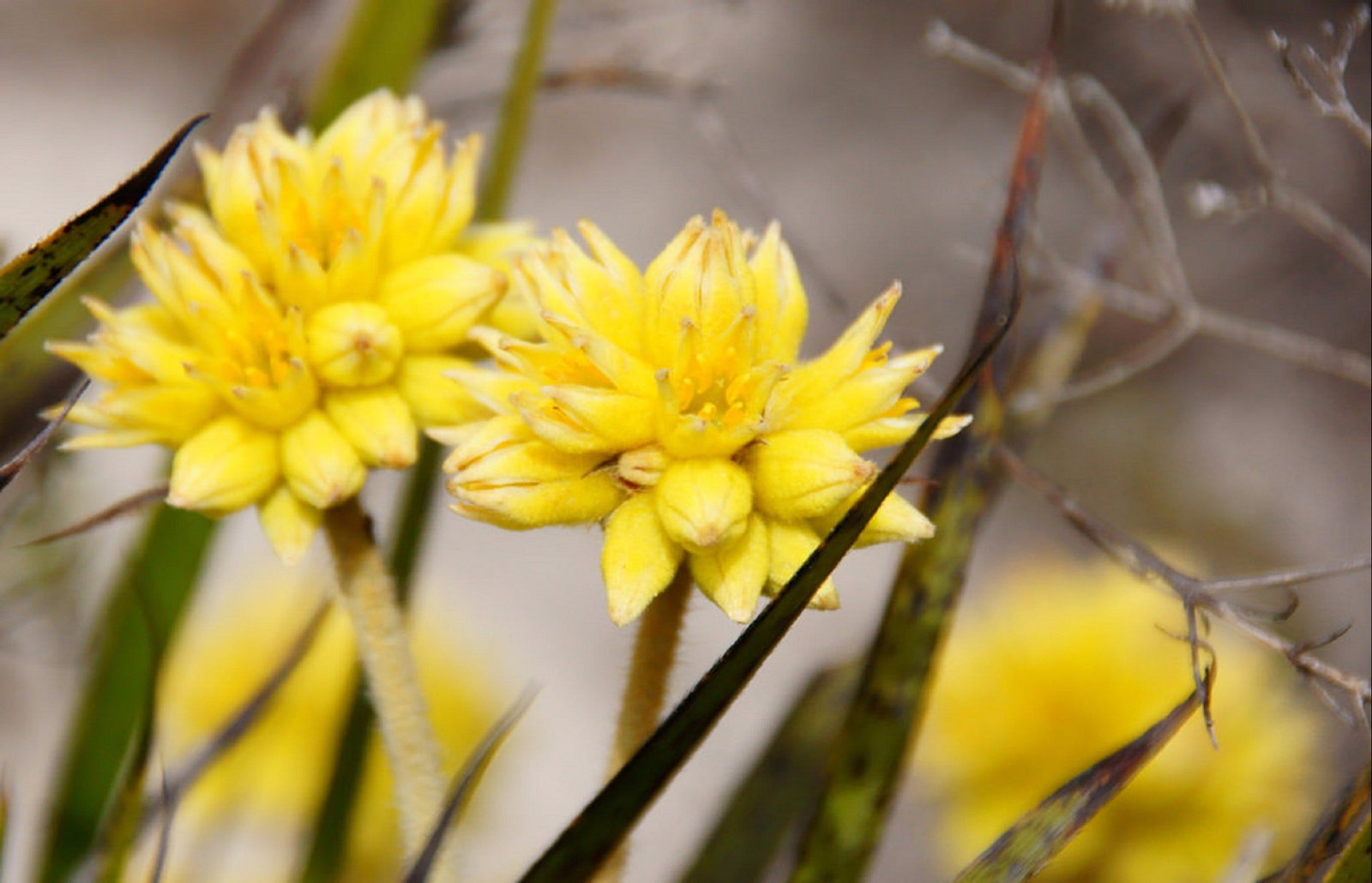 Cataby WA Sunshine Coast Tourism