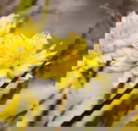 Cataby - Sunshine Coast Tourism