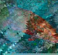 Cobia Hole Dive Site - Sunshine Coast Tourism