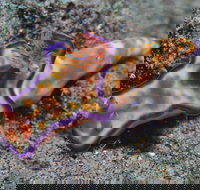 Curtin Artificial Reef Dive Site - Holiday Sunshine Coast