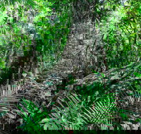 Djiru National Park - Holiday Sunshine Coast