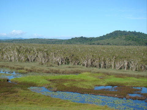 Eubenangee Swamp National Park - Holiday Sunshine Coast 1