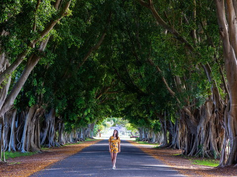 Fig Tree Avenue - Sunshine Coast Tourism 0