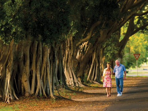 Fig Tree Avenue - Sunshine Coast Tourism 1