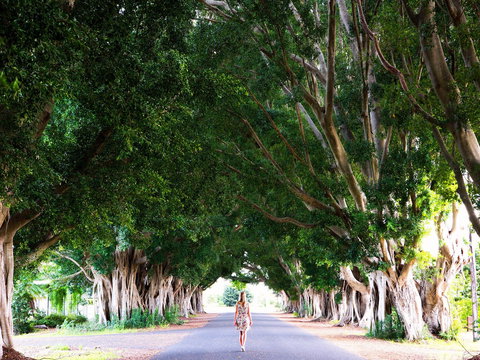 Fig Tree Avenue - Sunshine Coast Tourism 2