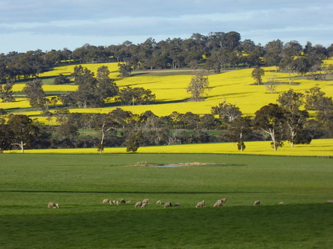 Fini Olives - Sunshine Coast Tourism 0