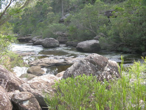 Georges River Nature Reserve - Holiday Sunshine Coast 1