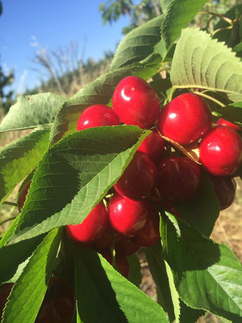 Hill-Lock Orchard - Sunshine Coast Tourism 1