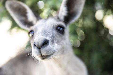 Lochern National Park - Sunshine Coast Tourism 0
