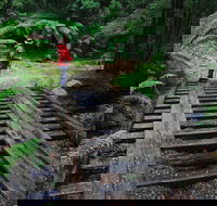 Montezuma Falls - Sunshine Coast Tourism