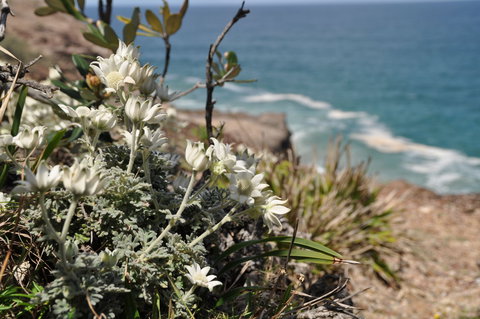 Perpendicular Point - Holiday Sunshine Coast 1