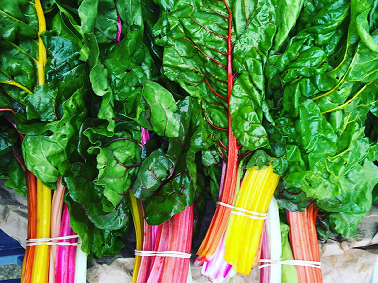 Anambah NSW Sunshine Coast Tourism