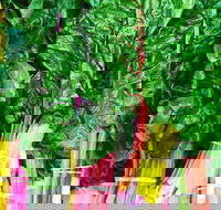 Purple Pear Farm - Sunshine Coast Tourism