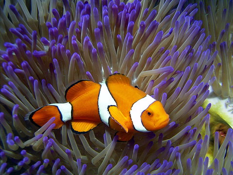 Reef HQ Aquarium - Sunshine Coast Tourism 1