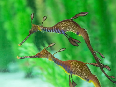 Seahorse World - Sunshine Coast Tourism 1