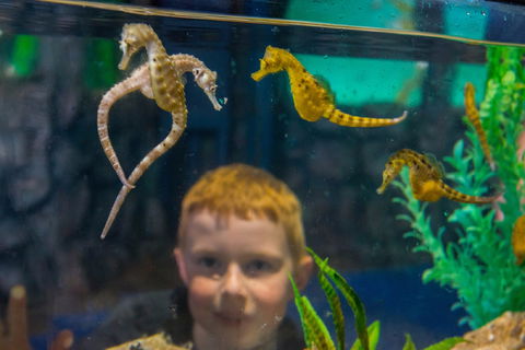 Seahorse World - Sunshine Coast Tourism 2
