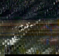 Seaham Swamp Nature Reserve - Sunshine Coast Tourism