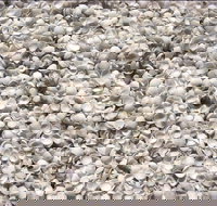 Shell Beach - Sunshine Coast Tourism