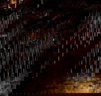 Tamborine Mountain Glow Worm Tours - Sunshine Coast Tourism