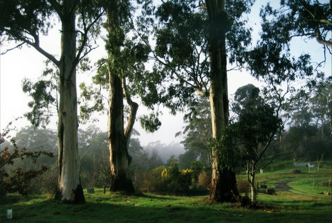 Tasmanian Arboretum Inc. - The - Sunshine Coast Tourism 1