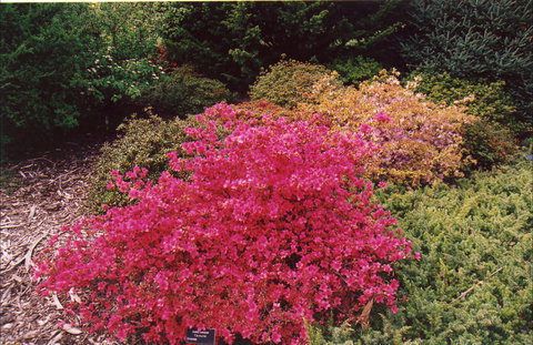 Tasmanian Arboretum Inc. - The - Sunshine Coast Tourism 2