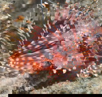 The Seaway Dive Site - Sunshine Coast Tourism