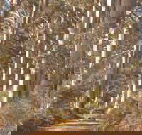 The Great Forest Trees Drive - Holiday Sunshine Coast