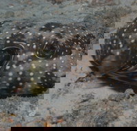 The Wrecks Dive Site at Moreton Island - Holiday Sunshine Coast