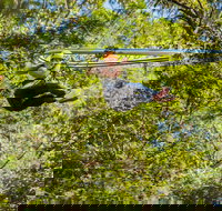 TreeTop Crazy Rider - Sunshine Coast Tourism