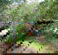 TreeTop Challenge - Sunshine Coast Tourism