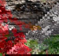 Umpherston Possum Tours - Holiday Sunshine Coast