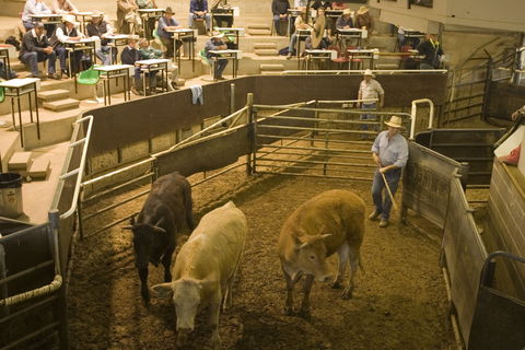 Wagga Wagga Livestock Marketing Centre - Holiday Sunshine Coast 0