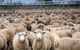 Wagga Wagga Livestock Marketing Centre - thumb 1