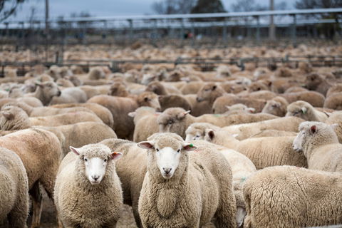Wagga Wagga Livestock Marketing Centre - Holiday Sunshine Coast 1