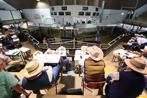 Wagga Wagga Livestock Marketing Centre - Holiday Sunshine Coast 2