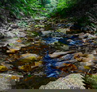 Willi Willi National Park - Holiday Sunshine Coast