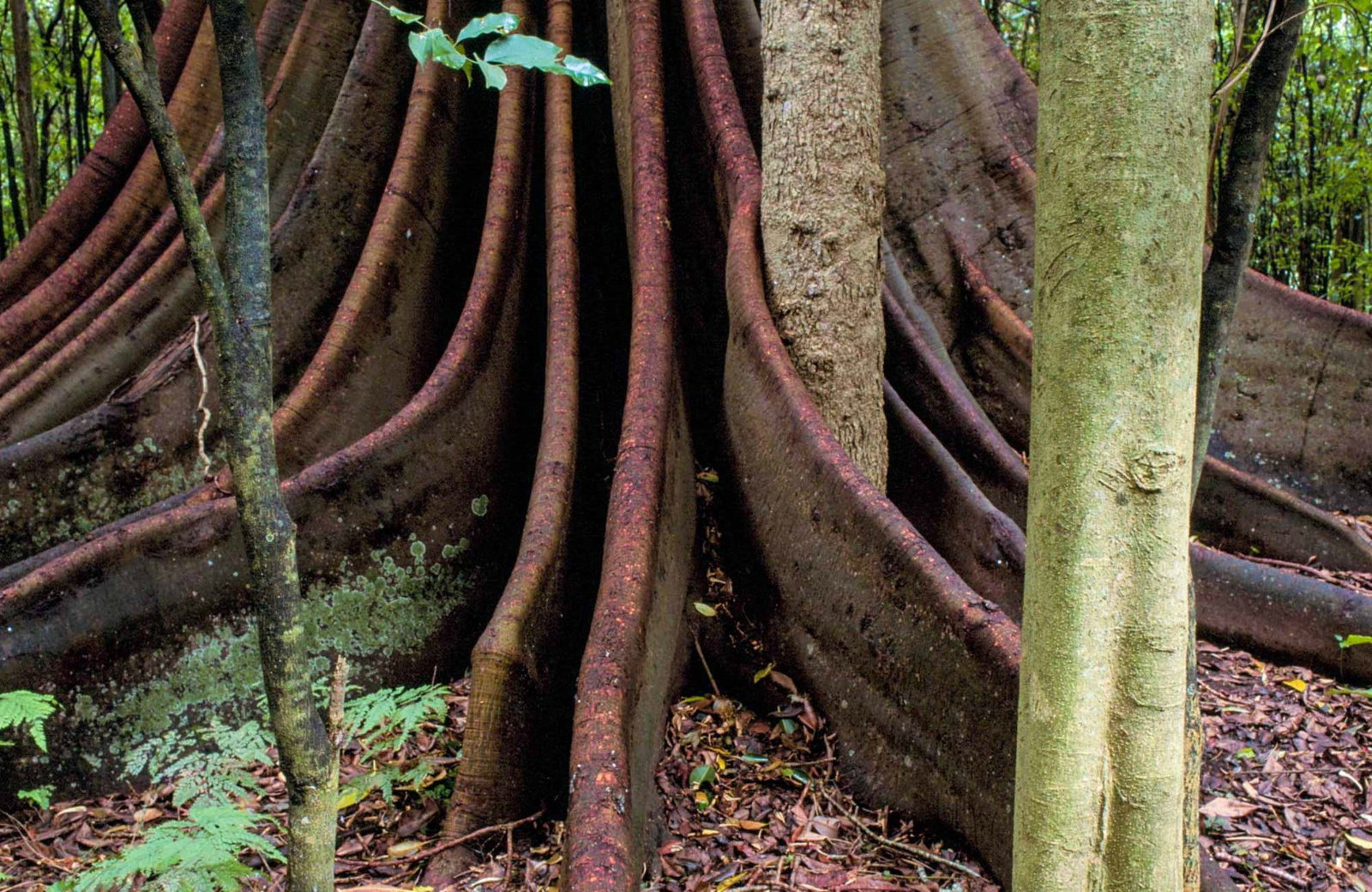 Strathcedar NSW Sunshine Coast Tourism