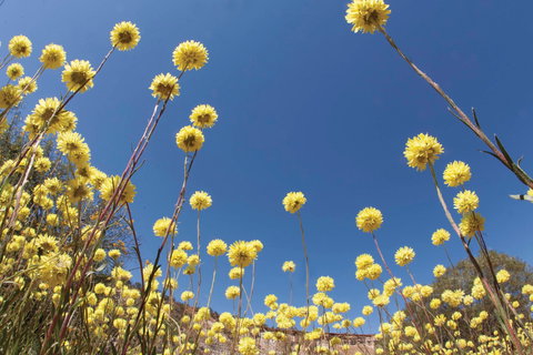 Wineries And Wildflowers - Sunshine Coast Tourism 2