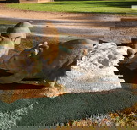 Wombat Statues Moonta - Holiday Sunshine Coast