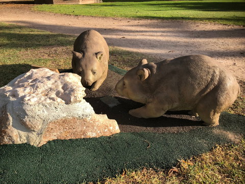 Wombat Statues, Moonta - Holiday Sunshine Coast 0
