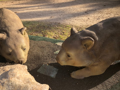 Wombat Statues, Moonta - Holiday Sunshine Coast 1