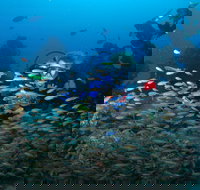 Aarhus Dive Site - Holiday Sunshine Coast