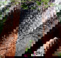 Ancient Empire Walk Valley of the Giants - Sunshine Coast Tourism