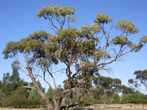 Australian Inland Botanic Gardens - Sunshine Coast Tourism 1