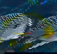 Beaver Reef Dive Site - Holiday Sunshine Coast