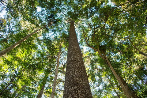 Big Sky National Parks - Sunshine Coast Tourism 0