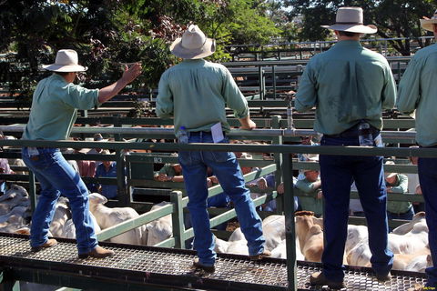 Blackall Saleyards - Sunshine Coast Tourism 2