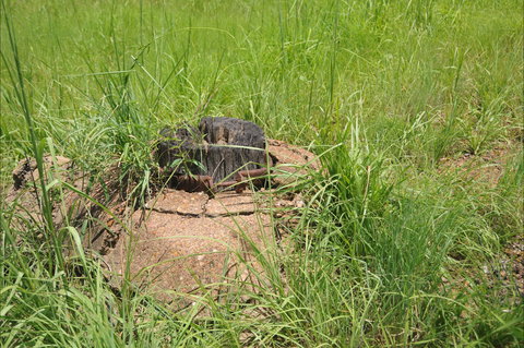 Brocks Creek Chinatown And Temple Site - Holiday Sunshine Coast 0