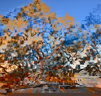 Burke and Wills Dig Tree - Sunshine Coast Tourism