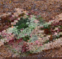 Coorow Wreath Flowers - Sunshine Coast Tourism